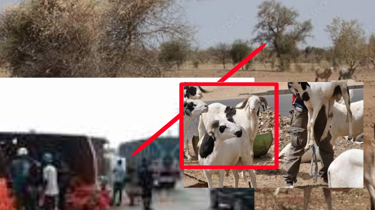 Ngaye-Méckhé : un camion hors de contrôle décime un troupeau de moutons à Ndeukou-marché