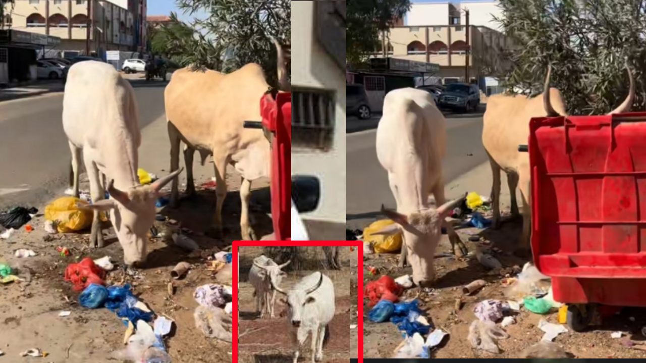 Thiès confrontée à un phénomène récurrent : des vaches errantes en centre-ville