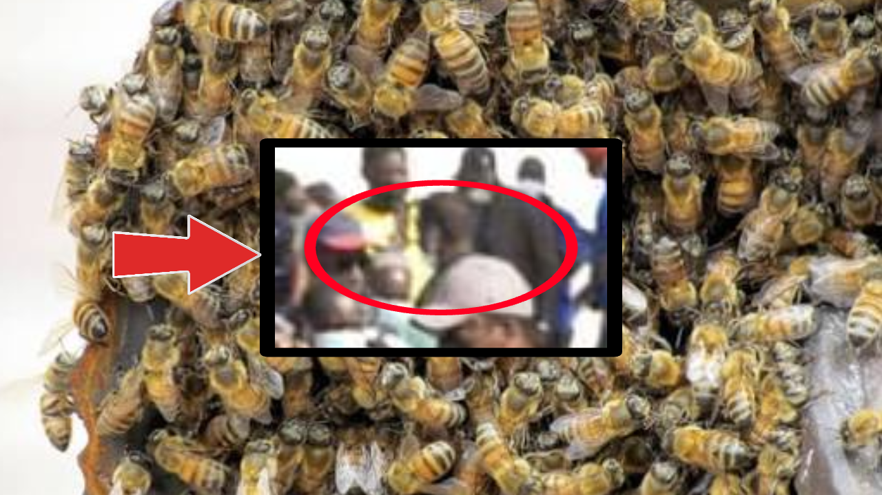Un homme trouve la mort après une attaque massive d’abeilles Un homme trouve la mort après une attaque massive d’abeilles