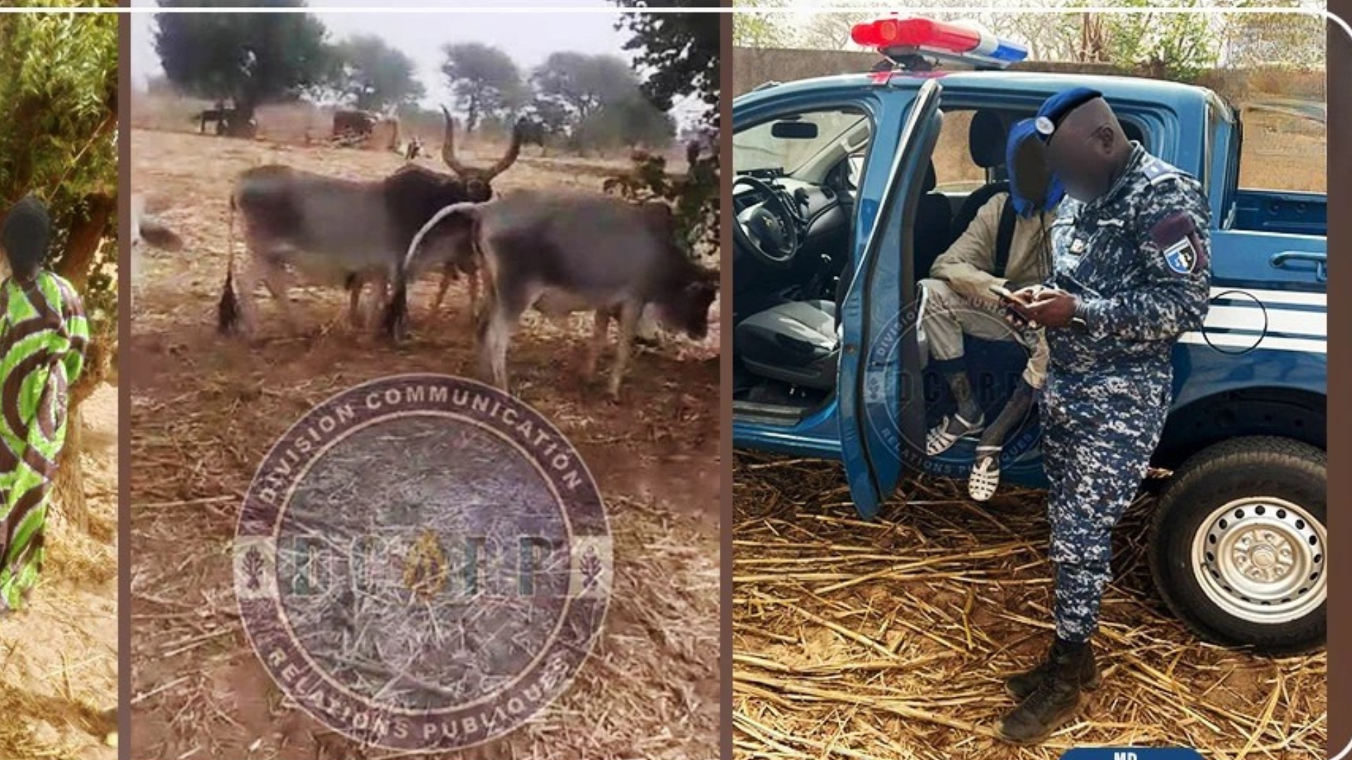 Nioro du Rip : un berger arrêté avec six bœufs présumés volés