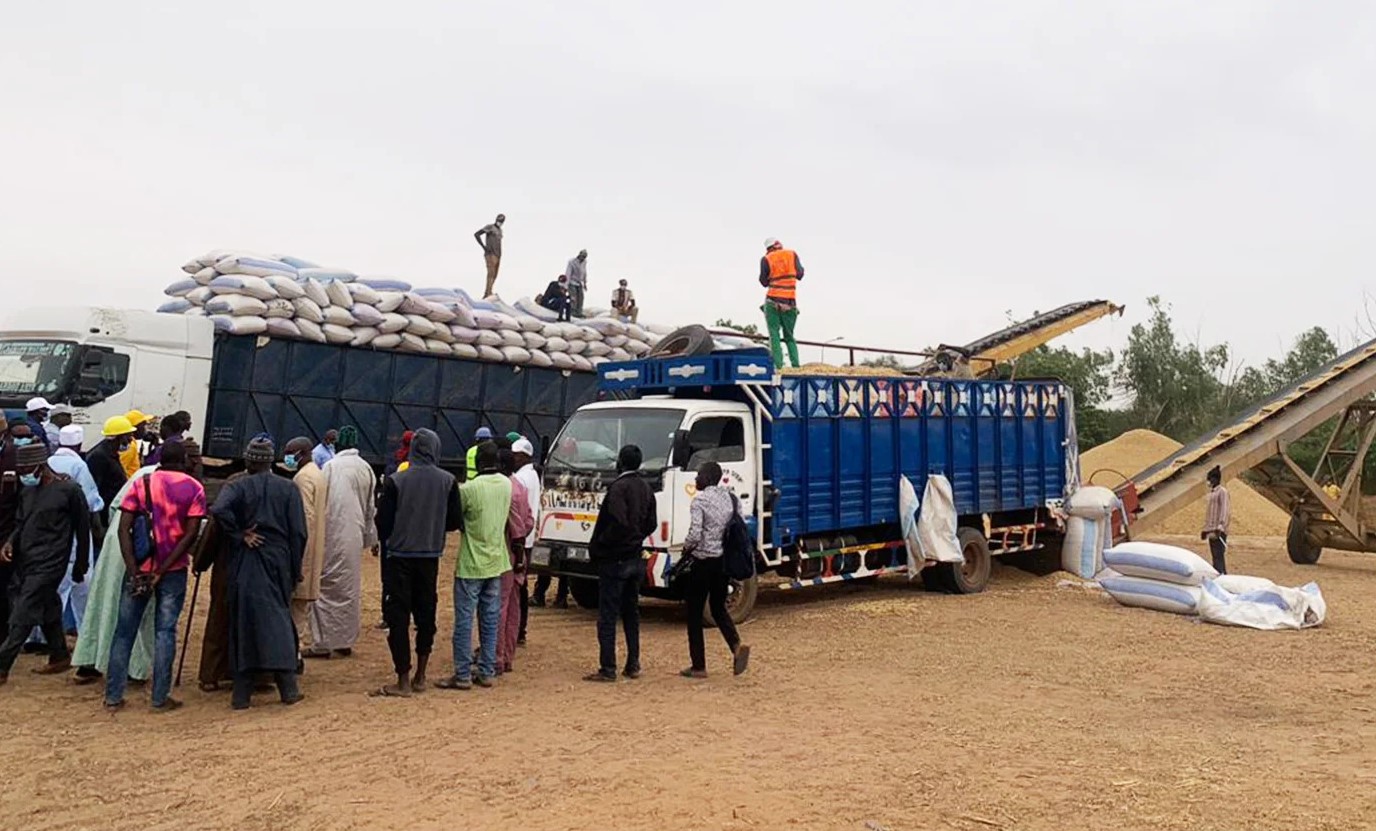 Collecte record d’arachide : la SONACOS atteint 190 000 tonnes Collecte record d’arachide : la SONACOS atteint 190 000 tonnes