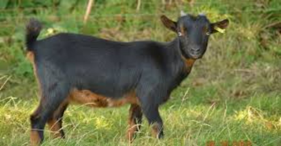 Pikine : un mineur accusé de vol de chèvre violemment lynché par une foule Pikine : un mineur accusé de vol de chèvre violemment lynché par une foule