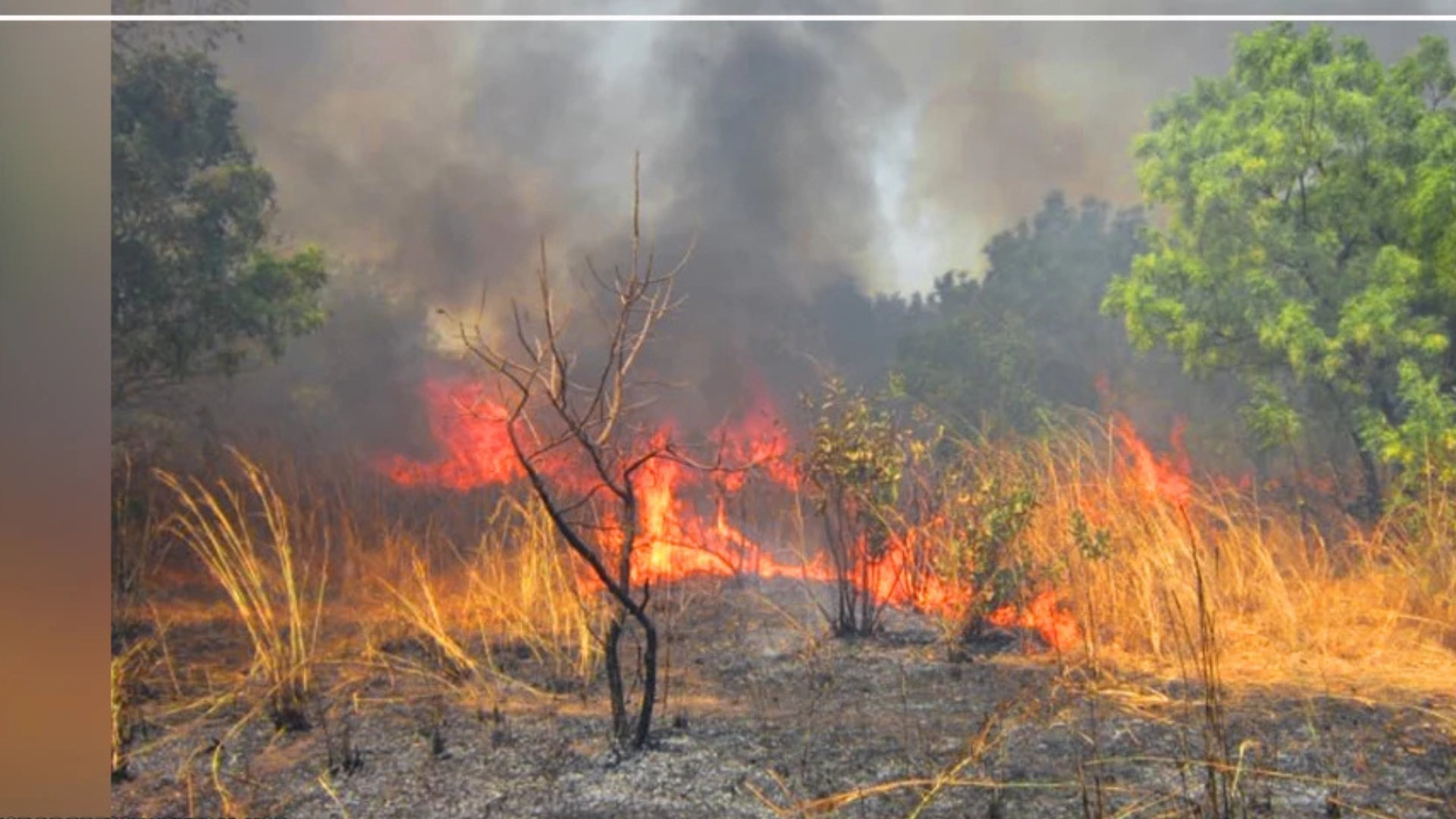 Kédougou : de violents feux de forêt menacent la Réserve naturelle communautaire de Dindéfélo
