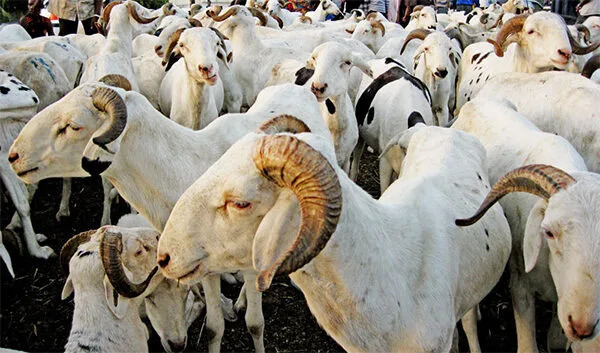 Tabaski 2026 : le Sénégal prévoit un besoin de 860 000 moutons