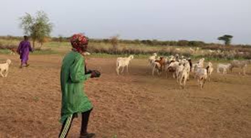 Tribunal de Thiès : accusé du vol de 17 moutons, un berger relaxé au bénéfice du doute