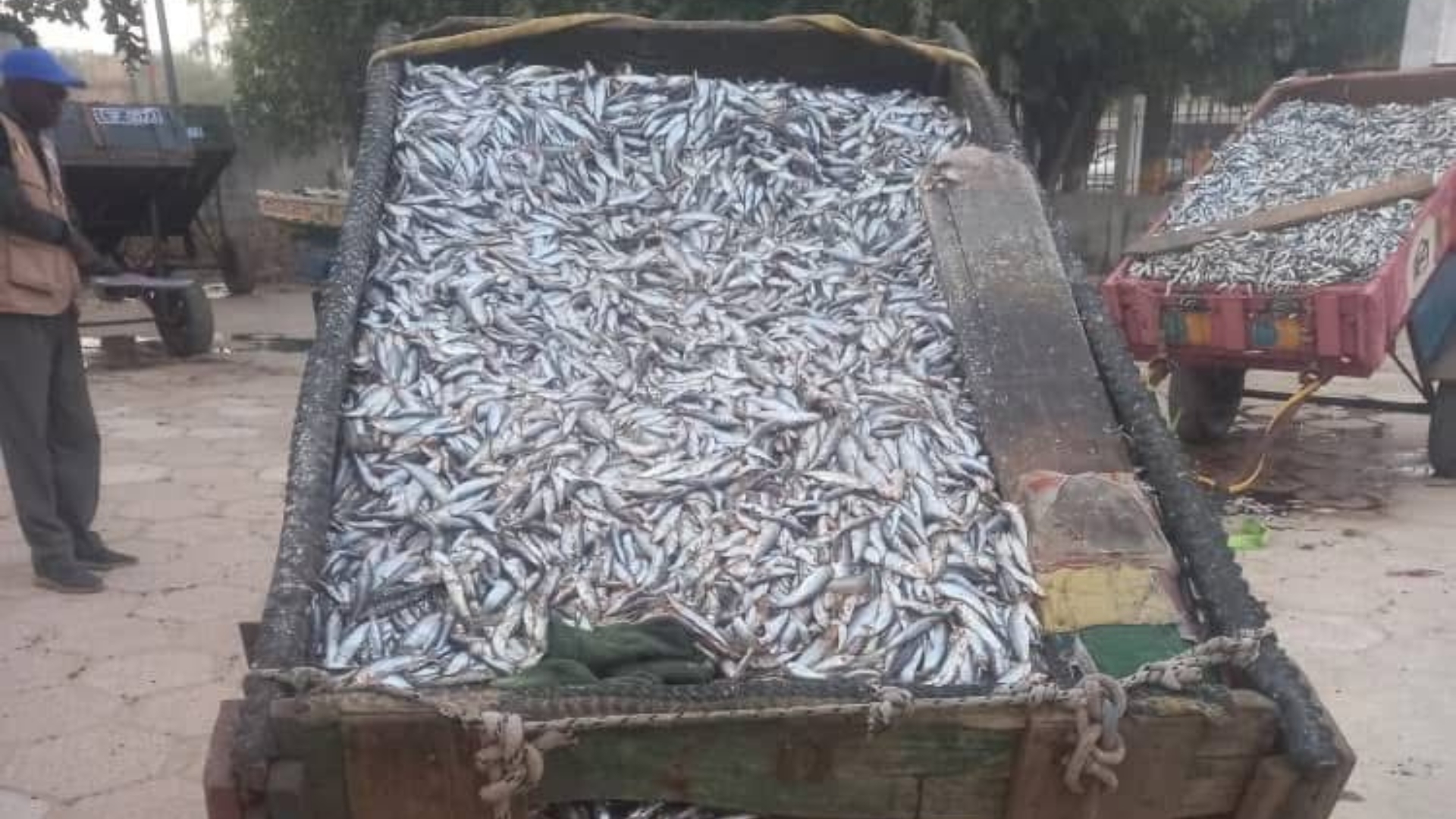 Pêche illicite : importantes saisies et renforcement des contrôles au Sénégal