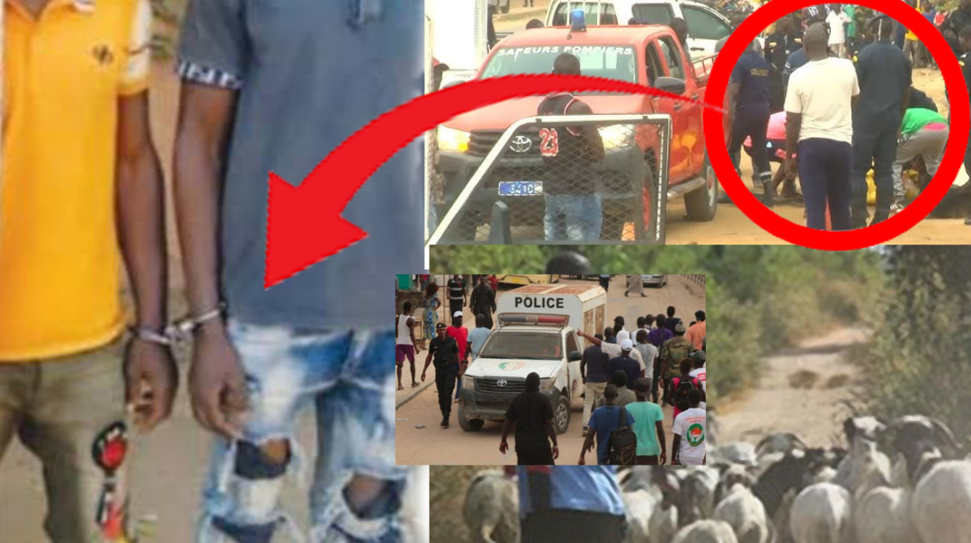 Culture de chanvre indien à domicile : un quinquagénaire interpellé à Grand-Thiès