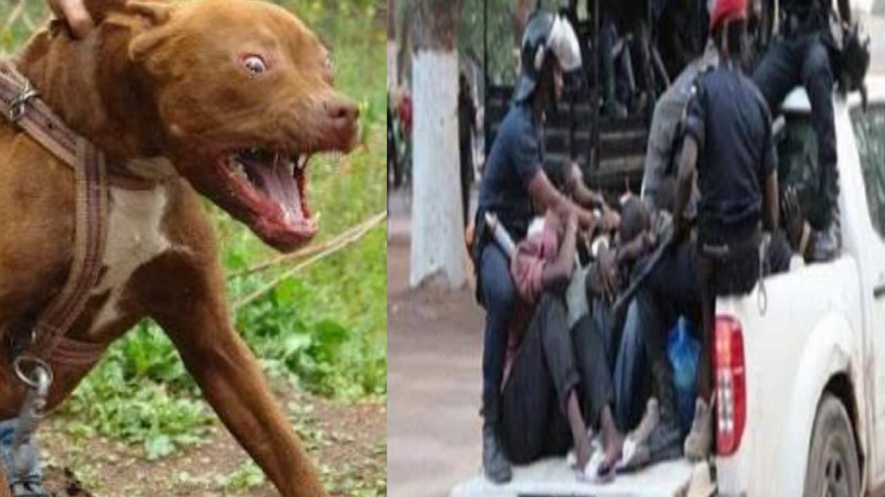 Yeumbeul : des trafiquants lâchent des pitbulls sur la police en pleine intervention