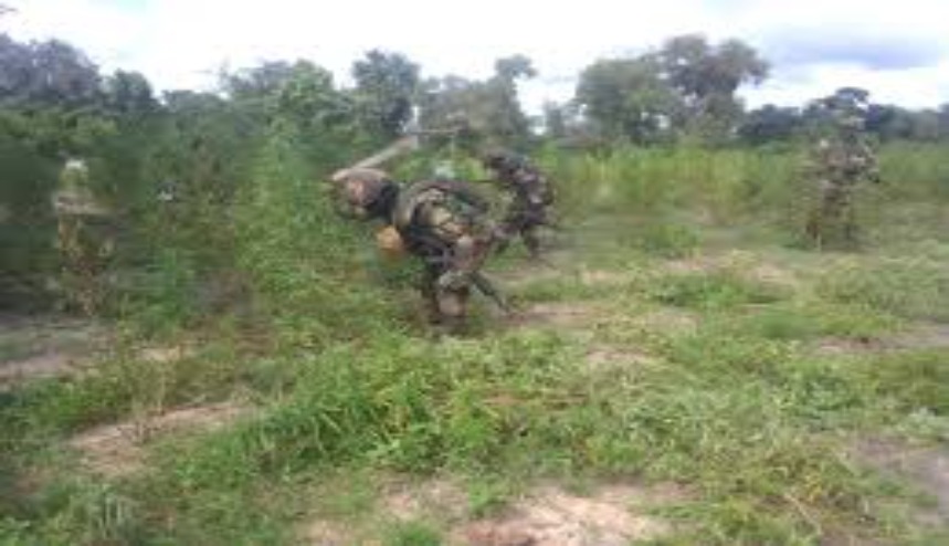 Casamance : les forces armées frappent les réseaux opérant en forêt