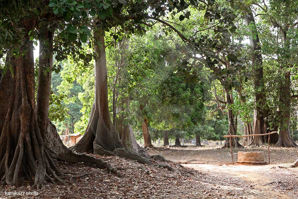 Le Sénégal prépare un nouveau plan forestier pour la période 2026-2035