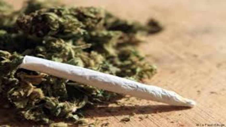 Bignona : arrêté avec 20 kg de chanvre indien, un tailleur affirme nourrir ses poussins avec la drogue