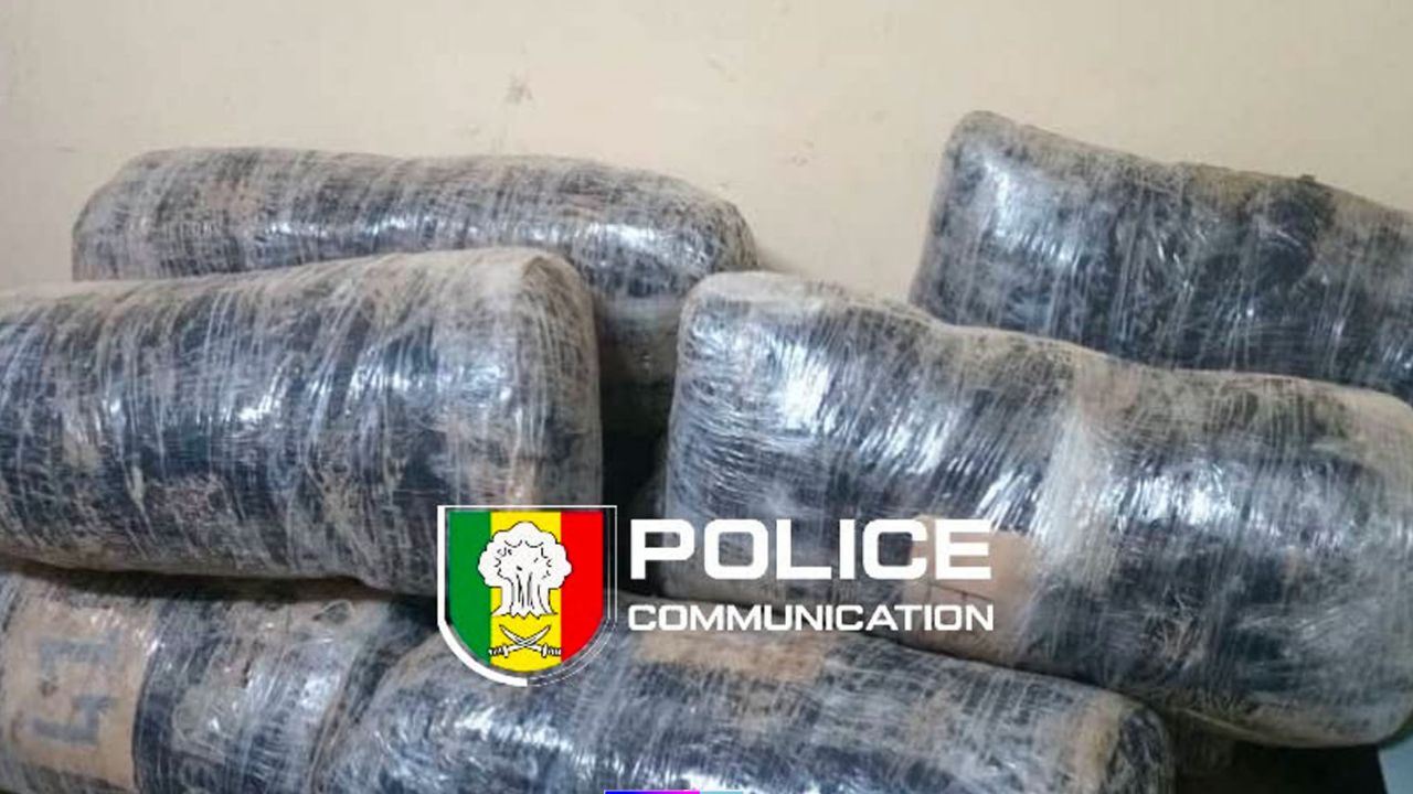 Mbour : plus de 259 kg de chanvre indien saisis, deux personnes interpellées