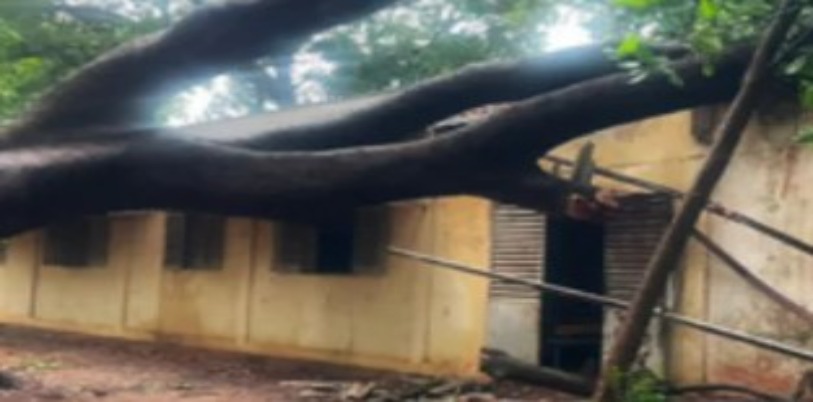CEM Malick Sy : un arbre s’effondre en plein examen du CREM