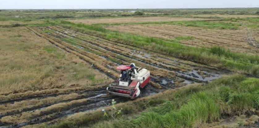 Vallée du fleuve : la récolte de riz atteint 85 % à Dagana