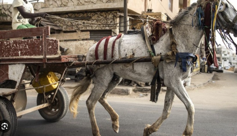 Diamaguène : un adolescent de 13 ans perd la vie après un accident avec son cheval