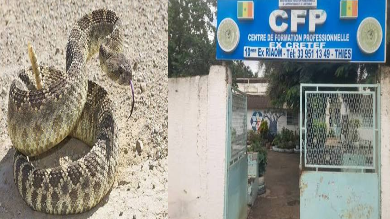 THIÈS : DES SERPENTS SIGNALÉS AU CFP, L’ALERTE DES ENSEIGNANTS THIÈS : DES SERPENTS SIGNALÉS AU CFP, L’ALERTE DES ENSEIGNANTS