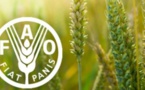 Les prix alimentaires mondiaux ont atteint leur plus bas niveau depuis deux ans en mai (FAO)