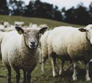 Ces moutons dévorent 300 kg de cannabis et se mettent à sauter "plus haut que les chèvres"