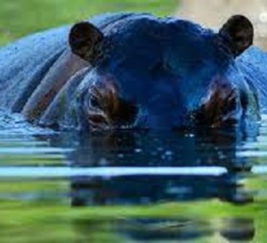 Un hippopotame se met en colère contre des photographes en safari et attaque leur voiture