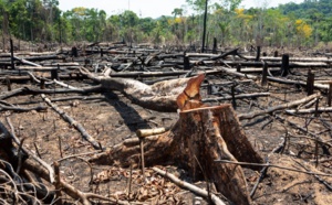 Combat contre le Trafic de Bois à la Frontière Sénégal-Gambie
