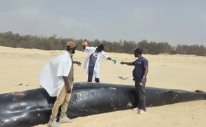 Baleine échouée à Cayar : Le Centre de Recherches Océanographiques de Dakar-Thiaroye publie un rapport préliminaire …