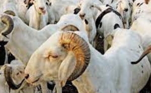 Tabaski : Linguère, le cœur battant du mouton sénégalais, plus de 126 000 têtes convoyées