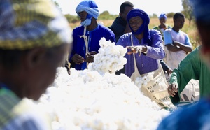 Relance de la filière coton : le Sénégal vise 25 000 tonnes en 2025 et 100 000 tonnes d'ici 2029