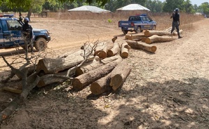 Trafic de bois : la Gendarmerie frappe fort à Darou Salam pour enrayer la déforestation