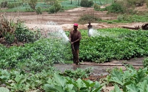 Transition agroécologique : DyTAES sensibilise les acteurs locaux lors de son passage à Mboro