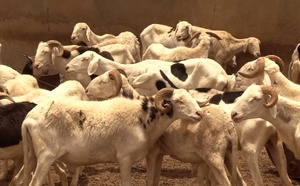 Thiès : un appel à rationaliser les marchés à moutons pour une Tabaski mieux sécurisée