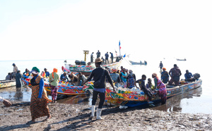 Sénégal : des poissons locaux transformés en farine pour nourrir les marchés européens