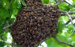 Ngéthe : Une attaque d’abeilles fait un mort et plusieurs blessés dans la région de Kaffrine