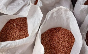 Tivaouane : la moitié des semences agricoles déjà livrée pour la campagne 2025