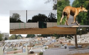 Grand Thiès : un chien sauvage sème la terreur au cimetière de Keur Madocky