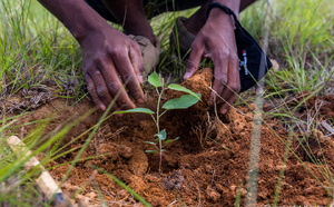 Campagne de reboisement 2024 : un taux de survie des plants estimé à 70 % au Sénégal