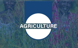 Kédougou : vigilance face aux attaques de chenilles légionnaires et appuis multiples aux producteurs