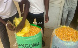 Fatick : saisie de 18 kg de chanvre indien par la Brigade régionale des stupéfiants