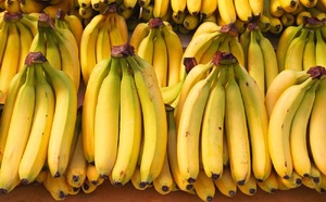 Campagne 2025 : suspension des importations de bananes dès septembre