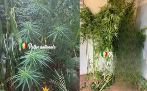 Kédougou : un homme arrêté pour culture de 30 plants de ch@nvre indien