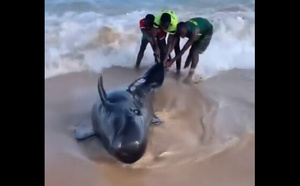 Cité Apix : cinq jeunes sauvent une baleine échouée sur la plage