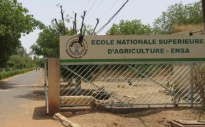 Thiès : nouvelle grève de 72h à l’ENSA, le SAES dénonce la paralysie de l’école