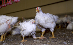 Kaffrine : saisie de 150 pièces de poulets impropres à la consommation