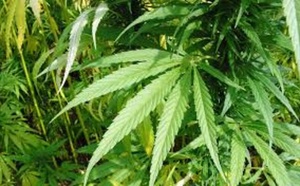 À Tambacounda, un ouvrier arrêté pour avoir cultivé du chanvre indien dans son jardin
