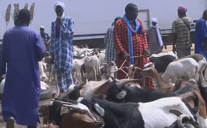 À Matam, les éleveurs toujours en attente des vaccins contre la fièvre de la Vallée du Rift À Matam, les éleveurs toujours en attente des vaccins contre la fièvre de la Vallée du Rift