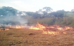 Podor : un feu de brousse ravage plusieurs hectares entre Ouro Aly et Togan