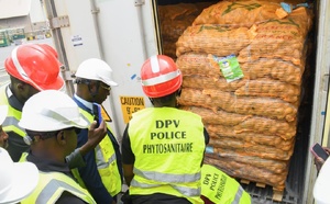 Démarrage de la campagne horticole 2025–2026 : le Sénégal reçoit ses premières semences de pomme de terre au Port de Dakar