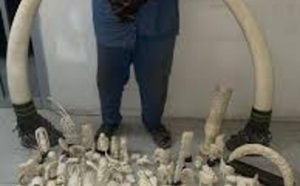 Dakar sous alerte : un trafic d’ivoire d’une valeur de 15 millions FCFA neutralisé