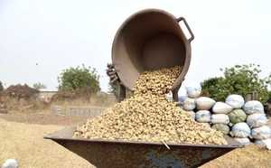 Campagne arachidière 2025-2026 : les producteurs exigent un prix minimum à la hauteur des coûts et des bons rendements