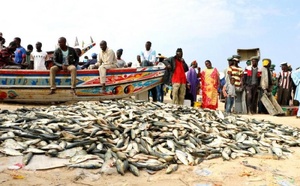 Cayar : les acteurs de la pêche appellent à une meilleure protection des métiers lors de la Journée mondiale de la pêche