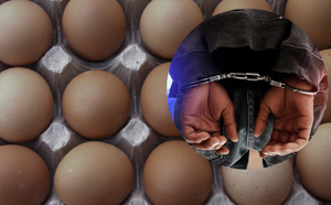 Vol d’œufs dans un poulailler : un employé condamné après une série de prélèvements clandestins